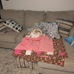 Couch Like Brand New And No The Cat Does Not Come With It
