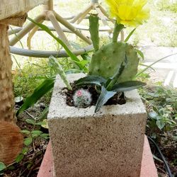 Cactus Mix 