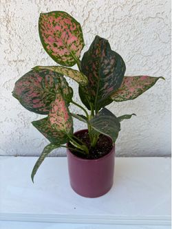 Aglaonema Wishes