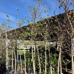 Elm Ceder 3gallones 8 A 9ft Tall 