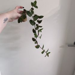 Baby Bunny Belly Plant Start