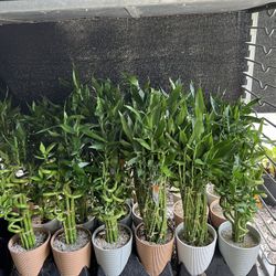 Lucky Bamboo In Ceramic Pot. SPECIAL PRICE 🤩