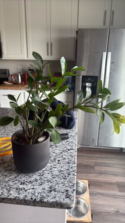 Black pot and plants