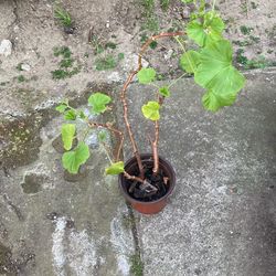 Geranium