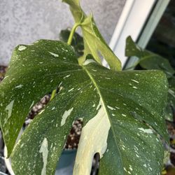 Monstera Thai Constellation