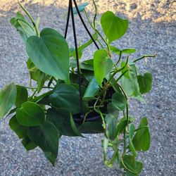 Philodendron Heartleaf Plant 6" Pot