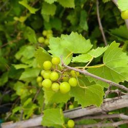 Uvas Rojas Grande 5gallon 5ft Tall