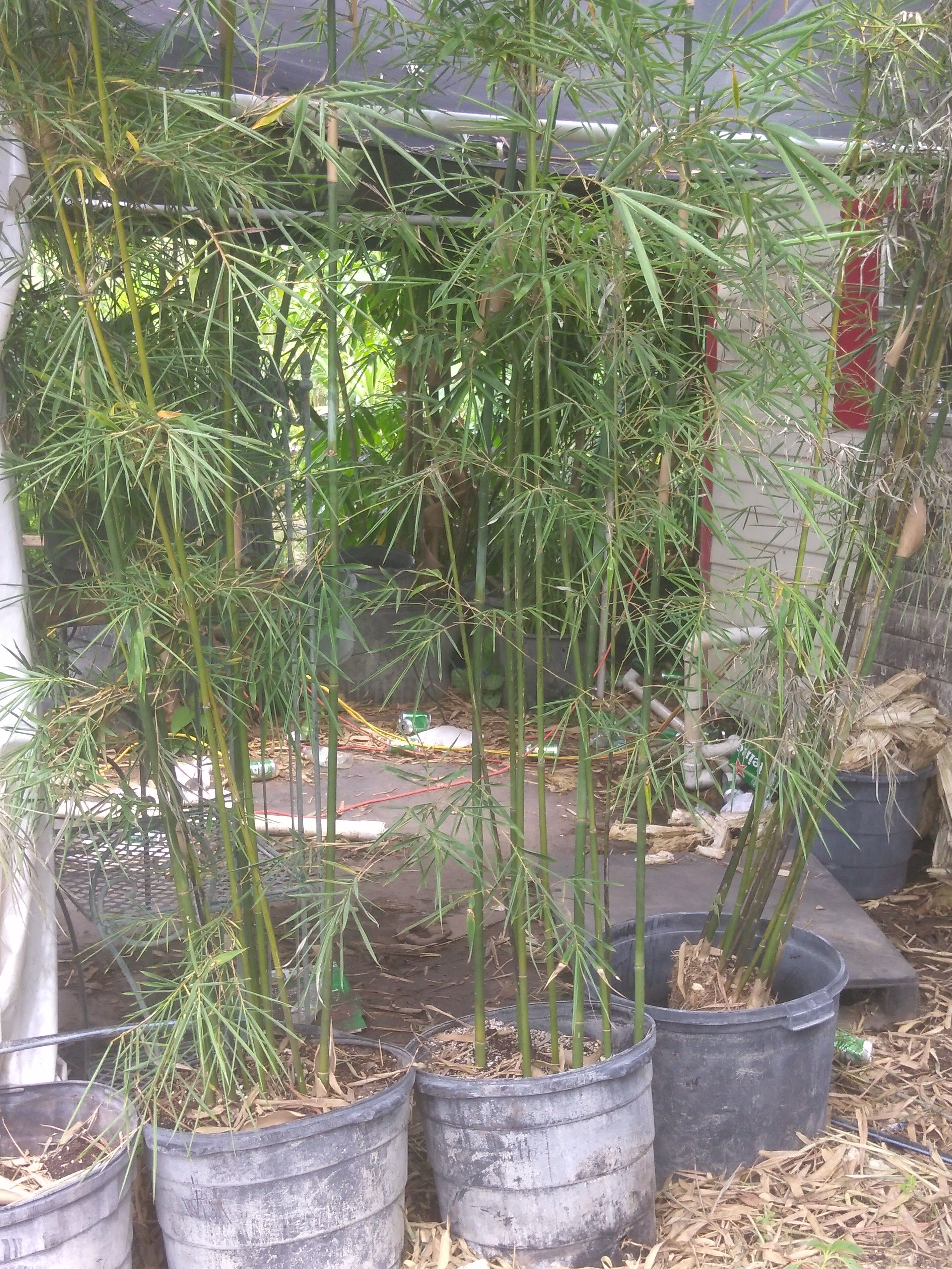 Bamboo Plants