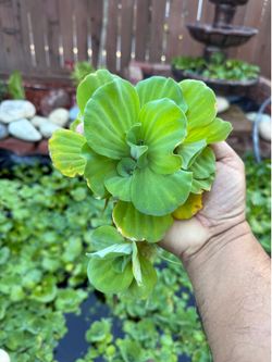 Pond plants. Water lettuce