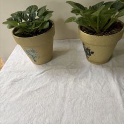 African Violets
