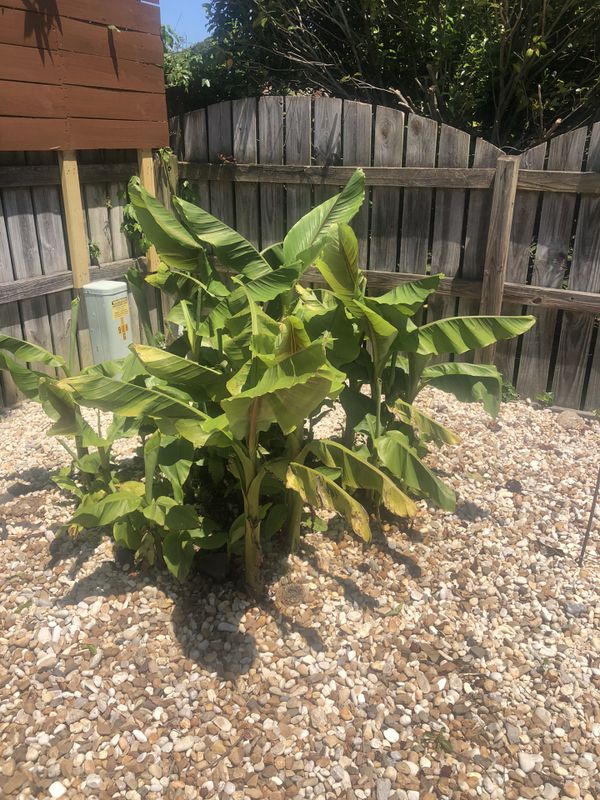 Banana plants for sale for Sale in Virginia Beach, VA OfferUp