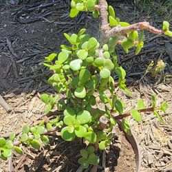 Portulacaria afra, also known as the elephant bush