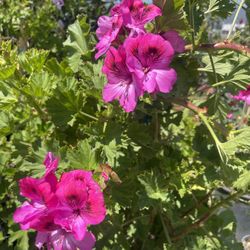 Geranium Plant / Geranio Planta