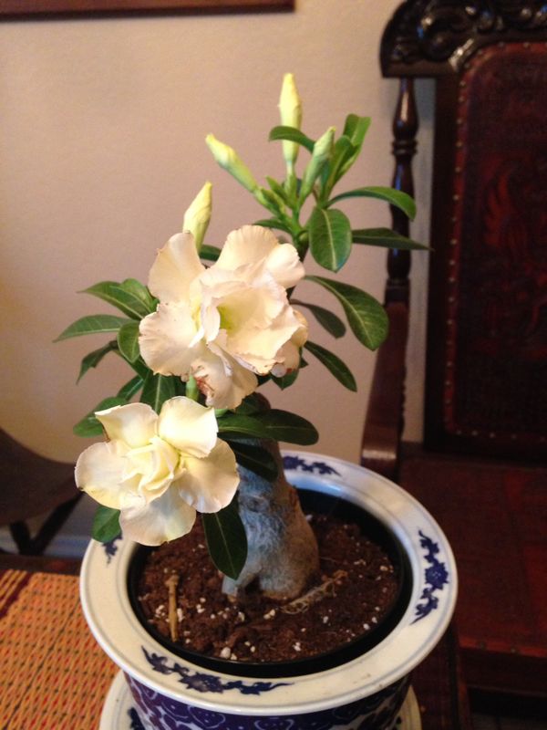 Desert Rose for Sale in Irwindale, CA OfferUp