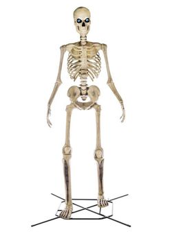 12’ Skeletons