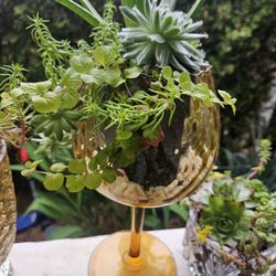 Plant Succulent, Inside Or Outside, In Glass 