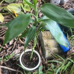 Lucky Bamboo (natural Plant