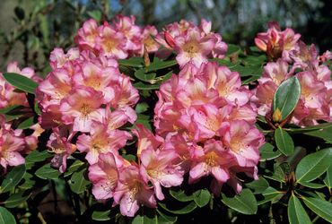 ‘Bruce Brechtbill’ Rhododendron Bushes —