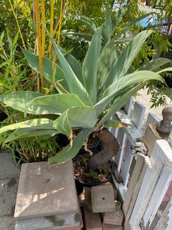 Large Agave Plant in Black Pot 35$