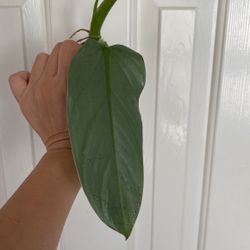 Beautiful Philodendron Hastatum ‘Silver Sword’ Plant CUTTING - Active Roots
