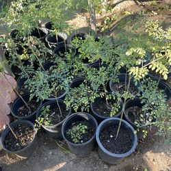 Moringa Malunggay Plant In 5 Gallon Container