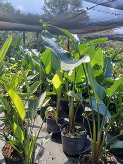 Birds of paradise plants on sale now from $45