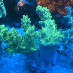 RARE Ultra Neon Green Sinularia Coral Leather 