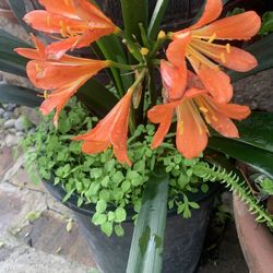 Plant 5 Gallon 