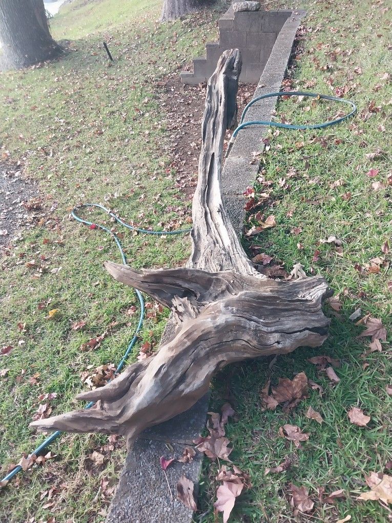 Driftwood