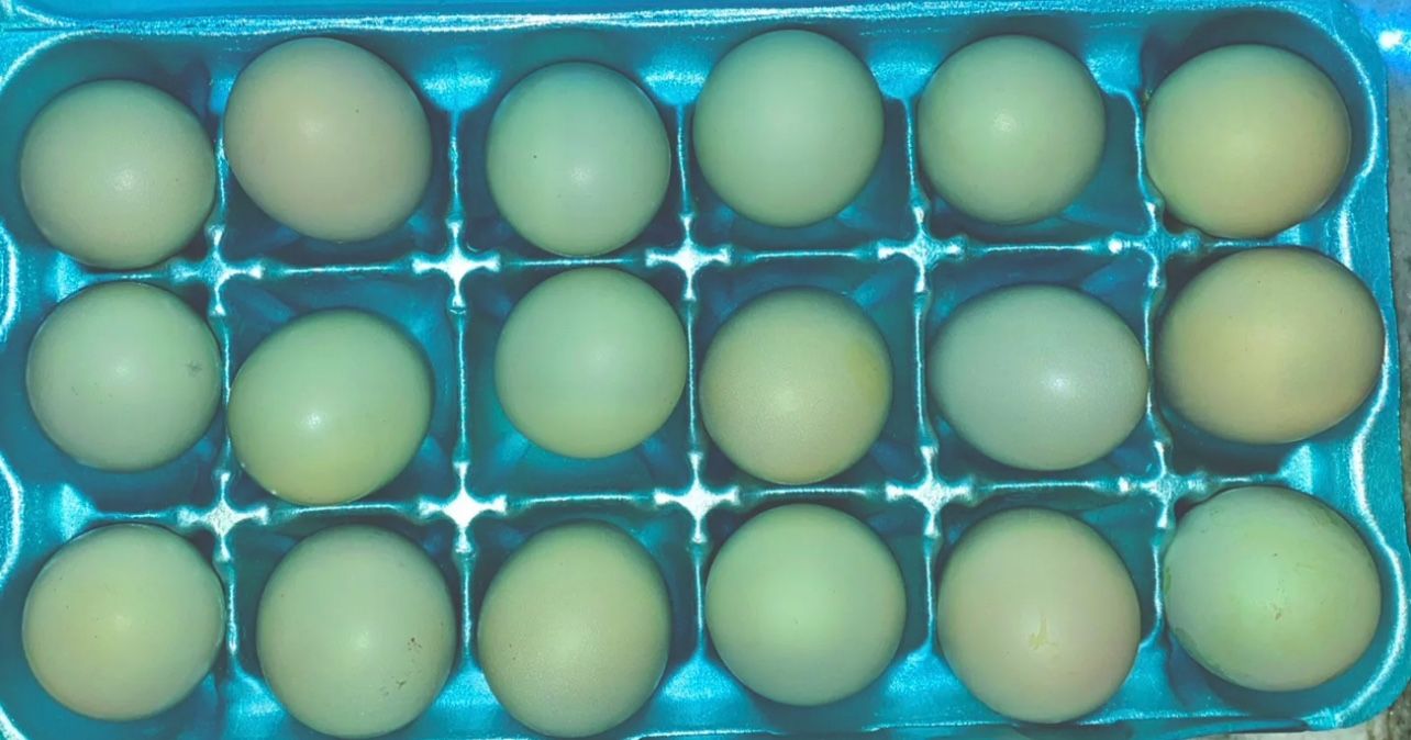 12 OLIVE EGGER HATCHING CHICKEN EGGS (F1 & F2) EASTER EGGERS.