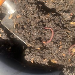 Home Crafted Compost 