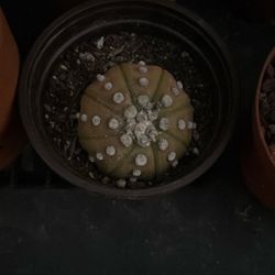 Astrophytum asterias Var. Nudum (Star Cactus, Sand Dollar Cactus) 
