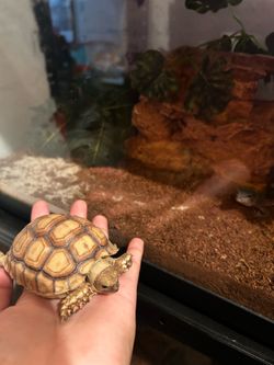 Terrarium