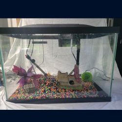 20 Gallon Fishtank Setup