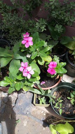 Teresitas