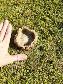 Small reptile food bowl dish