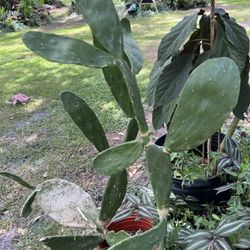 Large Prickly pear Cactus