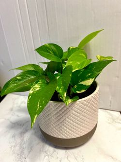 Pathos plant 🪴