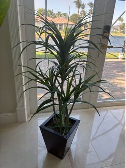 Artificial Dracaena Tree in Modern Black Planter – 5ft Faux Plant
