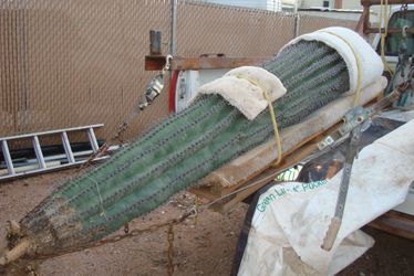 8 ft saguaro cactus $600