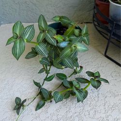 Tradescantia  callisia  Gentlei  plant