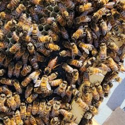 Selling honeybees two hundred dollars