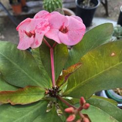 corona de cristo lavander queen