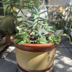 Large Mixed Succulent Arrangement in Decorative Pot - $18 Each