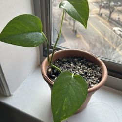 Jade Pothos House Plant 