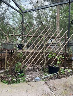 Bamboo Garden Trellis