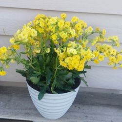 Kalanchoe Succulent Plant 🪴 (A) 