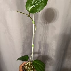 Nicely Rooted Hoya Latafolia  (Formally Known Sarawak)