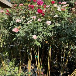 Rose Trees 25$ Each