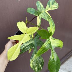 6” Philodendron Florida Beauty New Leaf On The Way